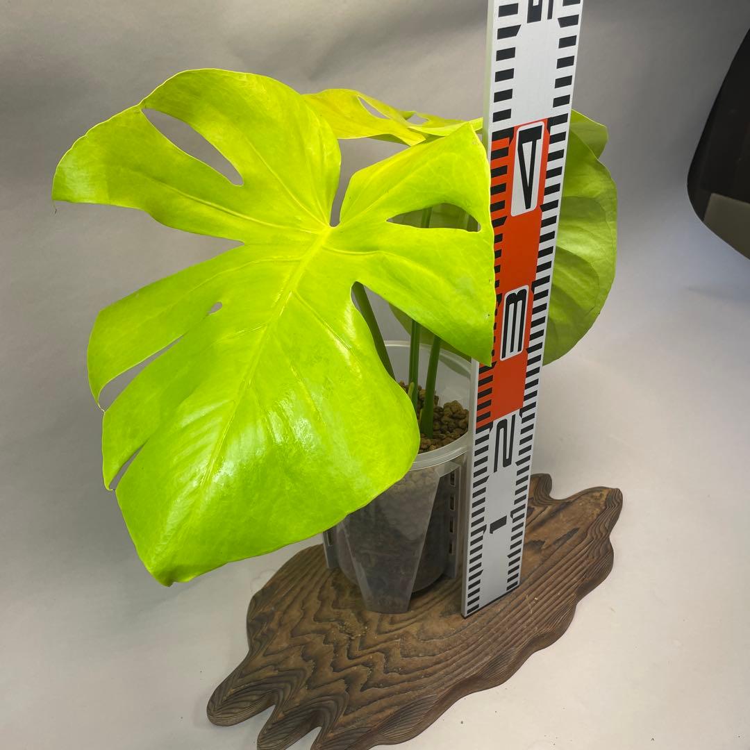 ス*ト様 a06モンステラ デリシオーサ 黄金葉 ゴールドリーフ