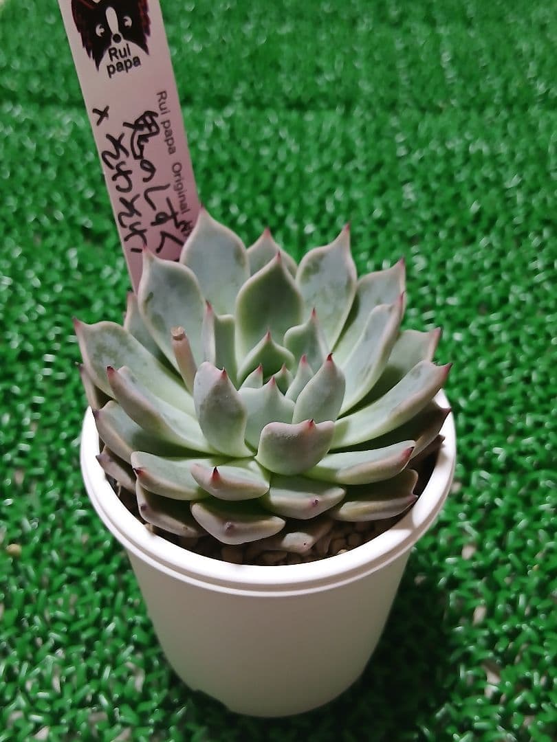 ルイパパさん苗】鬼のしずく×そわそわ【札付き】鉢ごと発送 - メルカリ