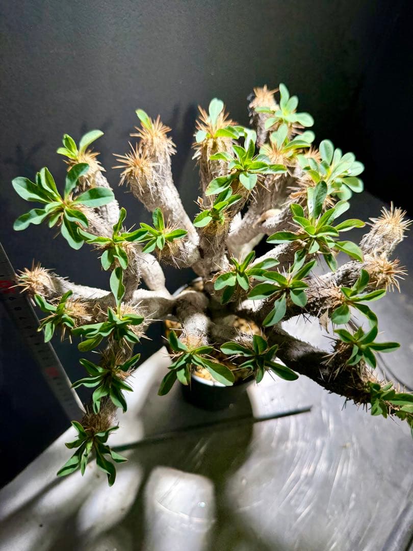 ユーフォルビアギラウミニアナ 大株 極美株 現地球 鉢ごと - メルカリ