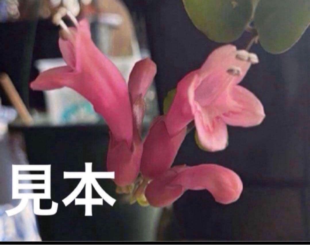 ①タイピンク　エスキナンサス　観葉植物 おしゃれ 観葉植物：エスキナンサス タイピンク*5号 吊り鉢 【2024.02