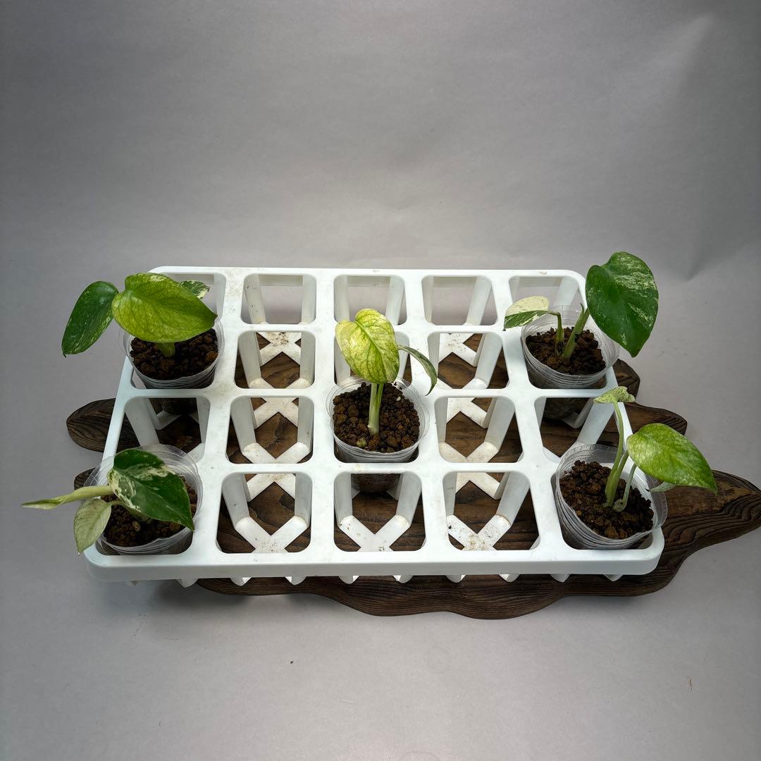 ち*え様 5株セットms54モンステラ バールマルクスフレーム 園芸ネット本店｜モンステラ：バールマルクスフレーム 5号鉢植え25-01