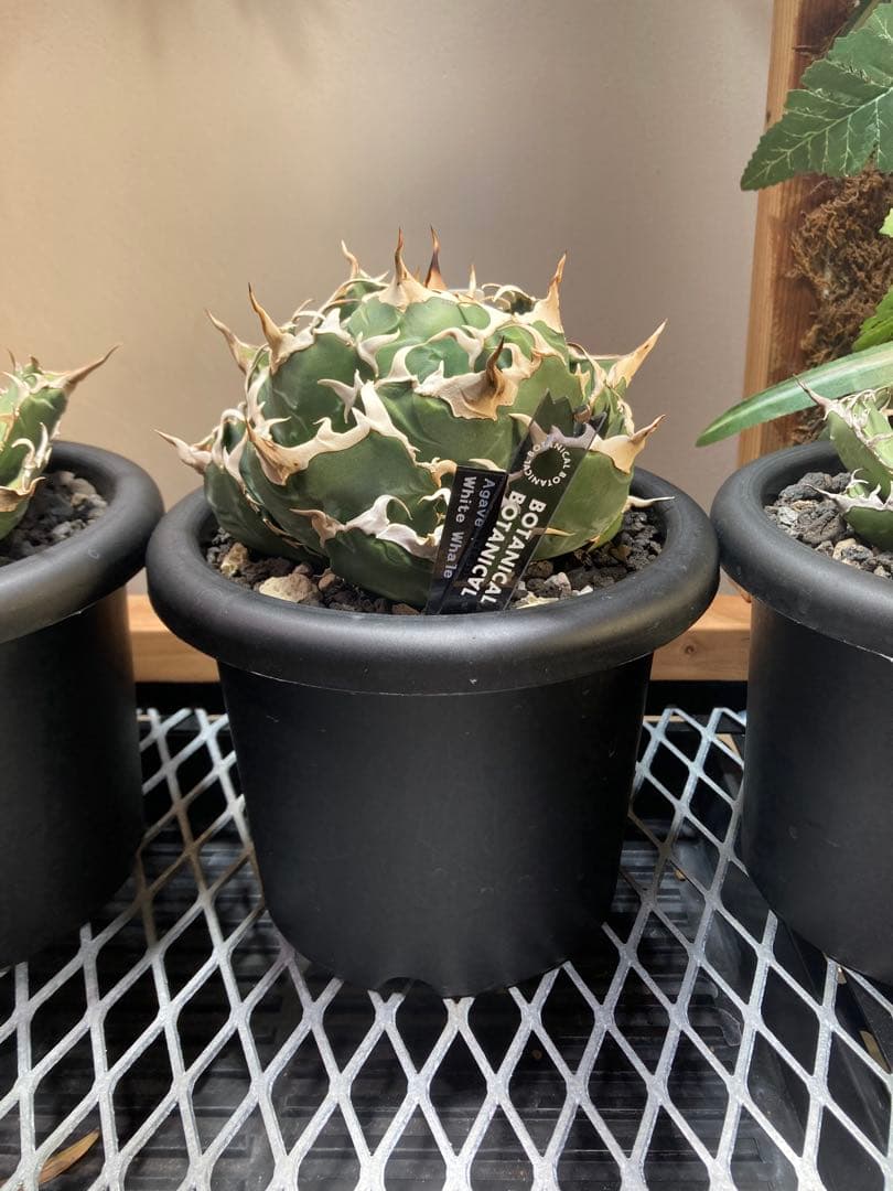 アガベチタノタ　白鯨 品種紹介：アガベ チタノタ “白鯨” (Agave Titanota “White Whale