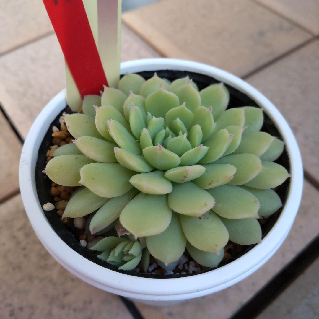 札付き おらいさん✡️008 子株付ちょこん✡️ミックスベリア 多肉