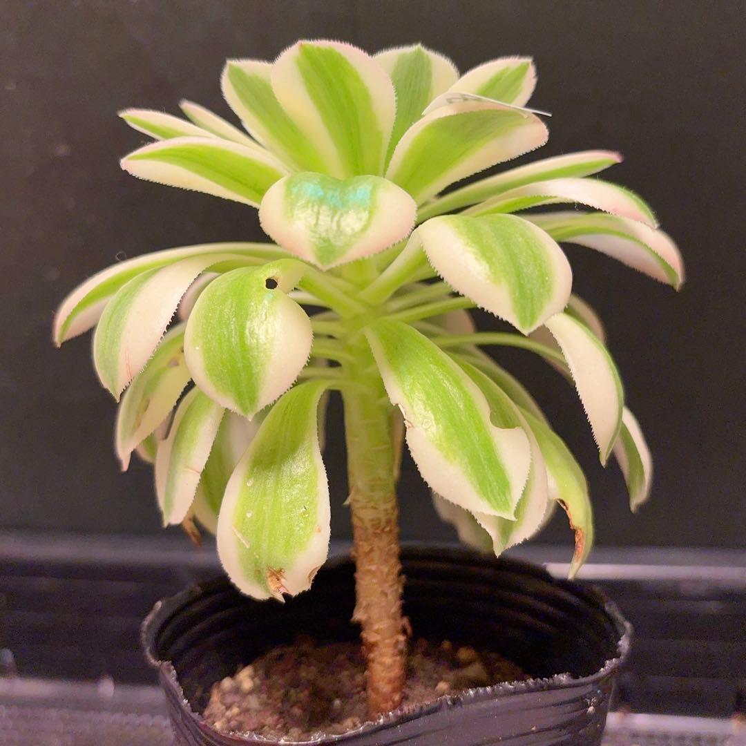 68#観葉植物❤️アエオニウム錦❤️ マイバッハ ❤️ 1大頭cm拔き苗