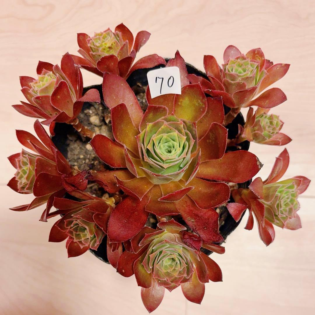 70#多肉植物❤️アエオニウム❤️炎の鳳凰❤️1大頭8小頭16cm拔き苗 園芸ネット本店｜アエオニウム：炎の鳳凰法師 3.5号ポット の通販【公式】