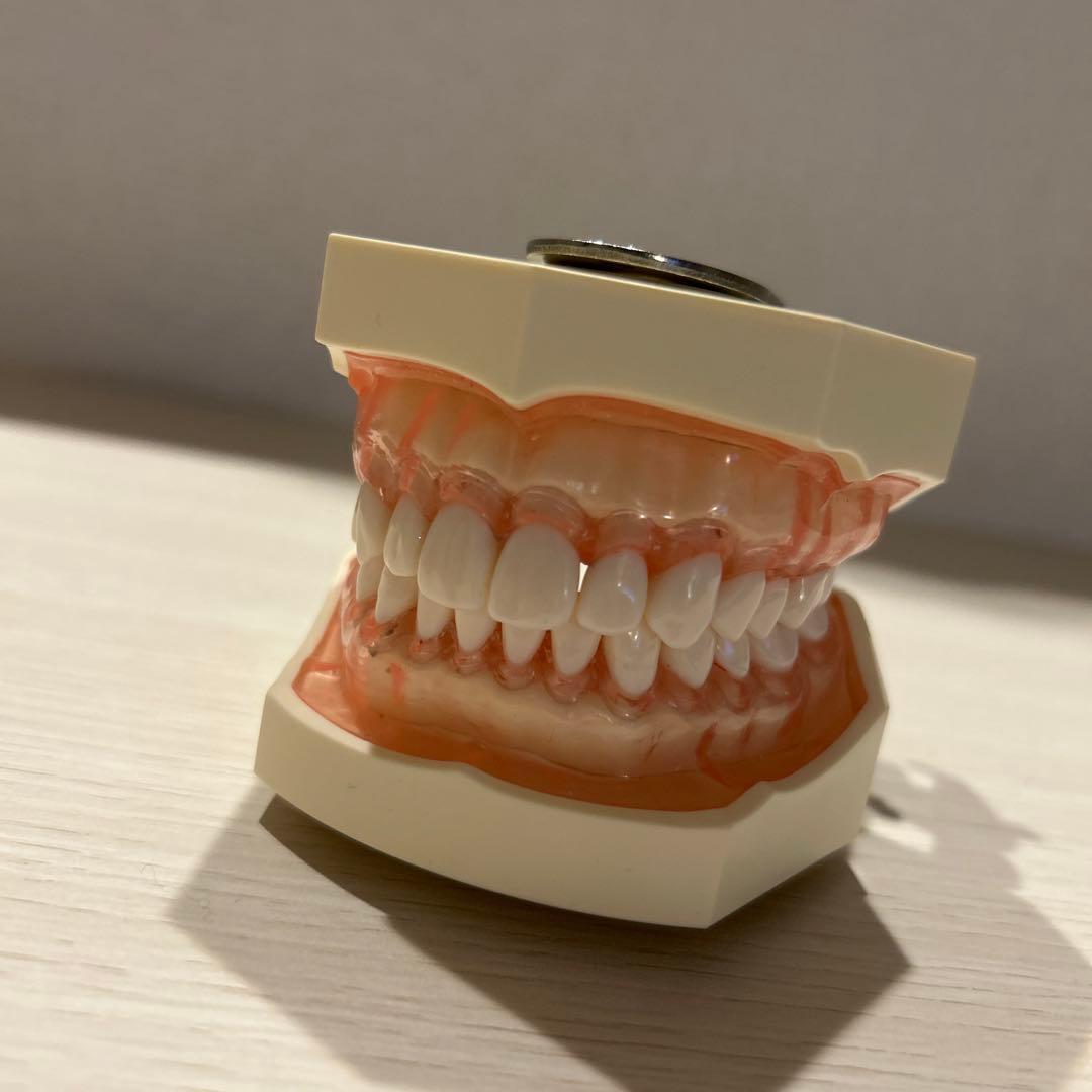 ニッシン 歯科模型 額模型 顎模型 歯科衛生士 NISSIN デンタルモデル