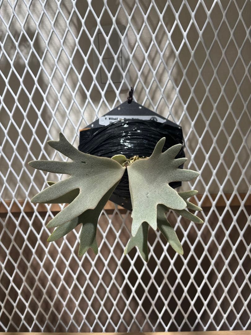 ビカクシダ P. WillInckll cv. Mogor Mutate P. willinckii 'Mogro Mutate' #ウィリンキー #ウィリンキーモグロ