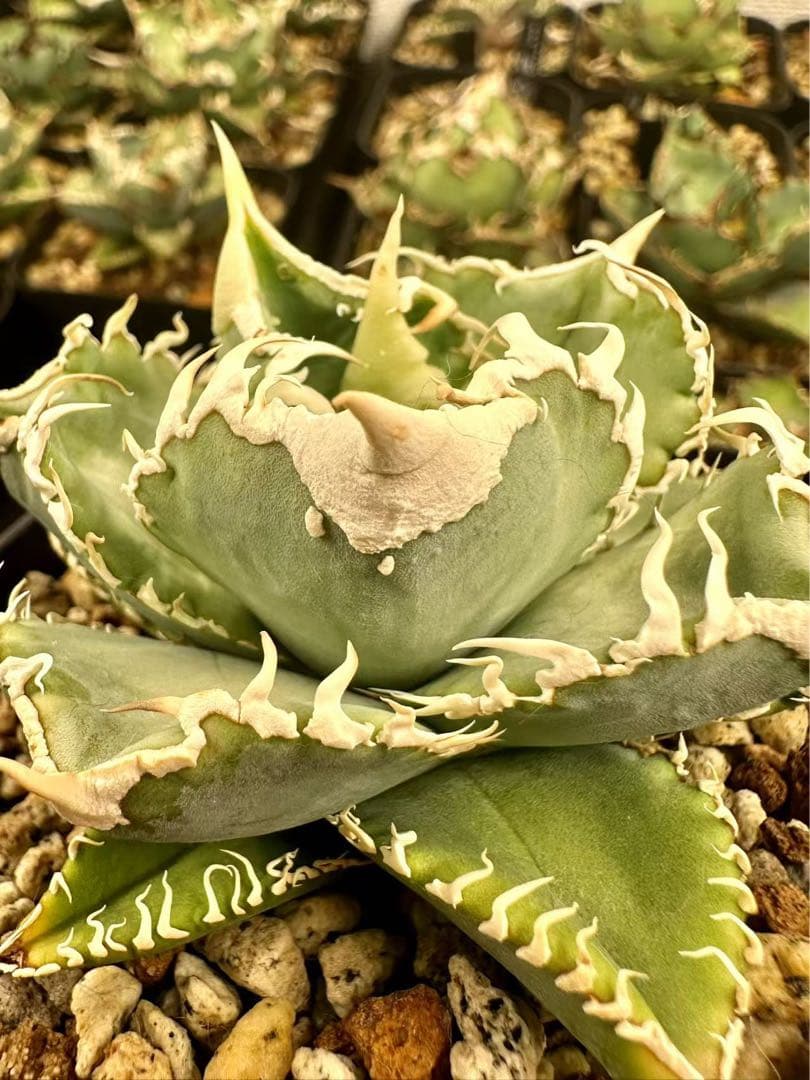 アガベ ホオジロサメ大白鯊 - 1円スタート アガベ 大白鯊 ホオジロザメ