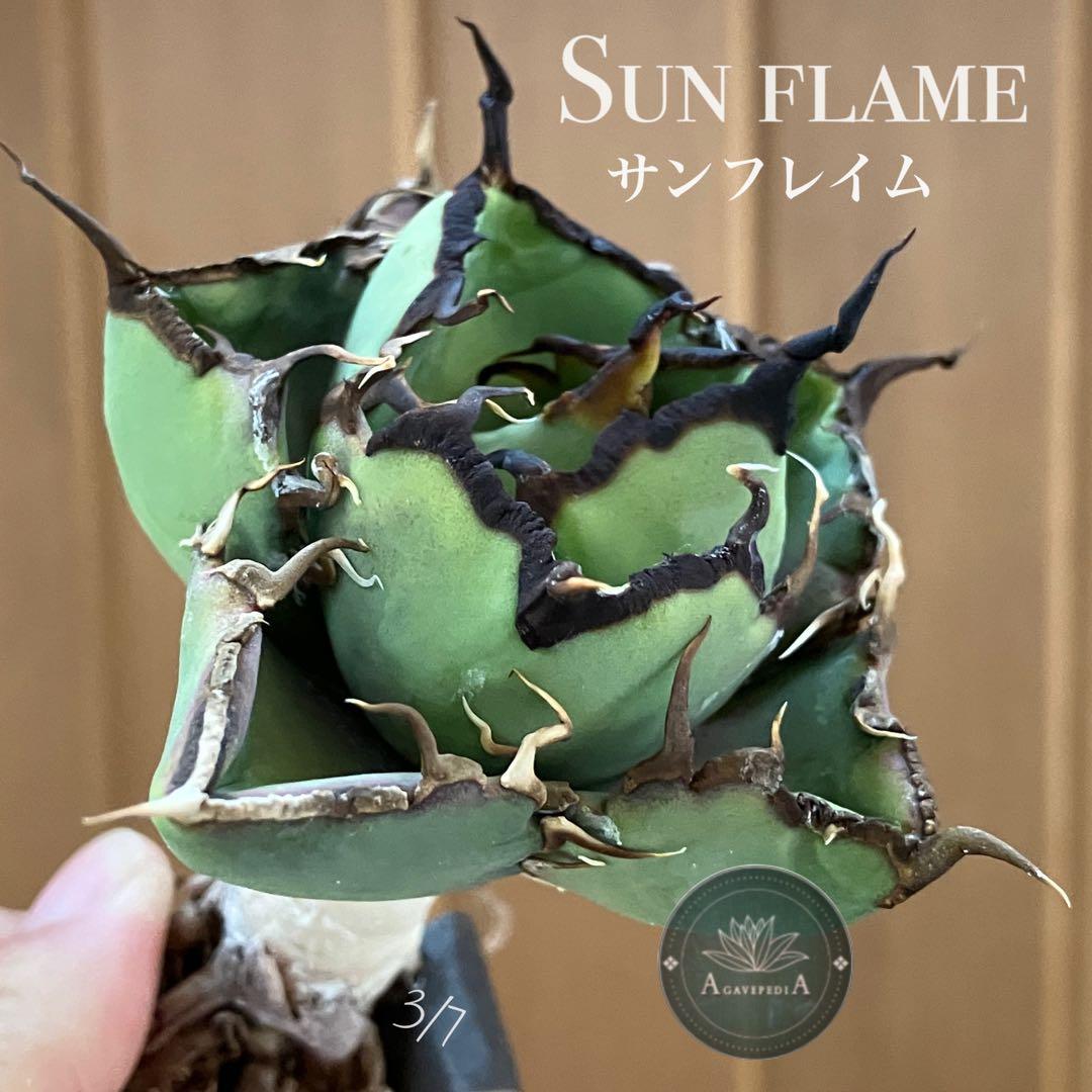 確認用【週末オークション】reza産 イラン株 アガベ サンフレイム 育成