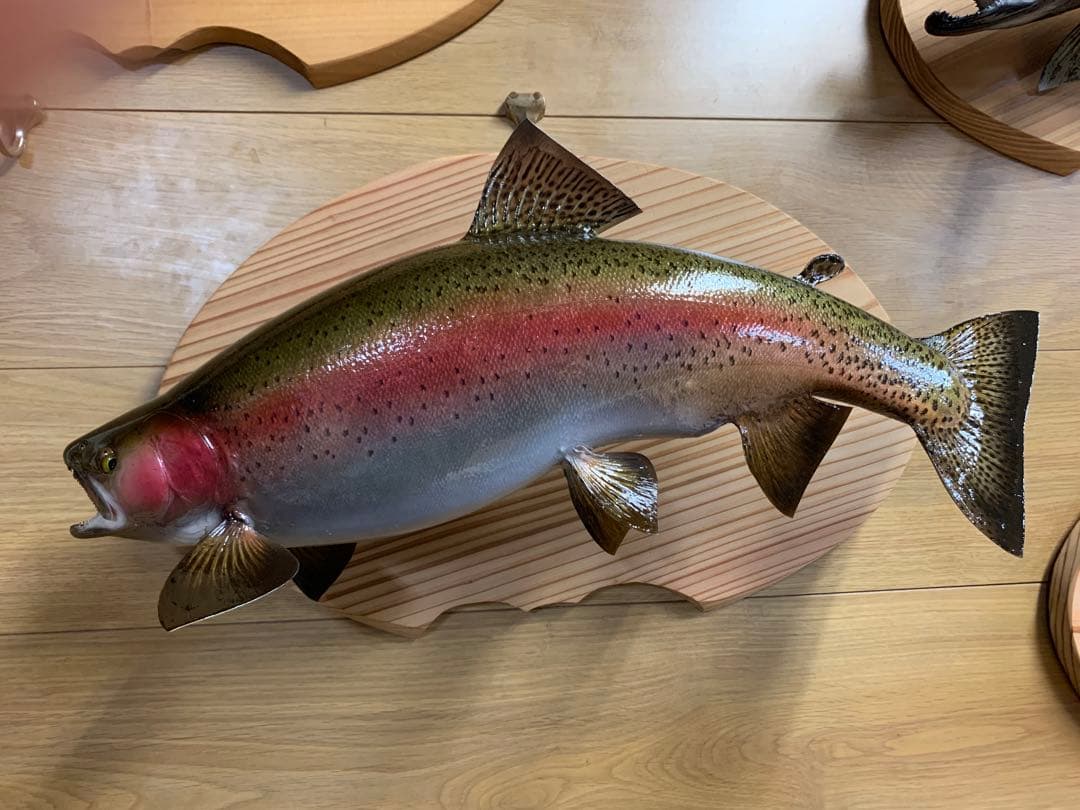 ワイルドスーパーレインボー50オーバー雄三口限定品剥製製作依頼又は