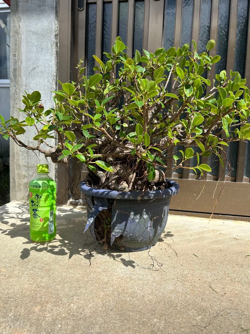 実生 30年物 沖縄県産ガジュマル - メルカリ