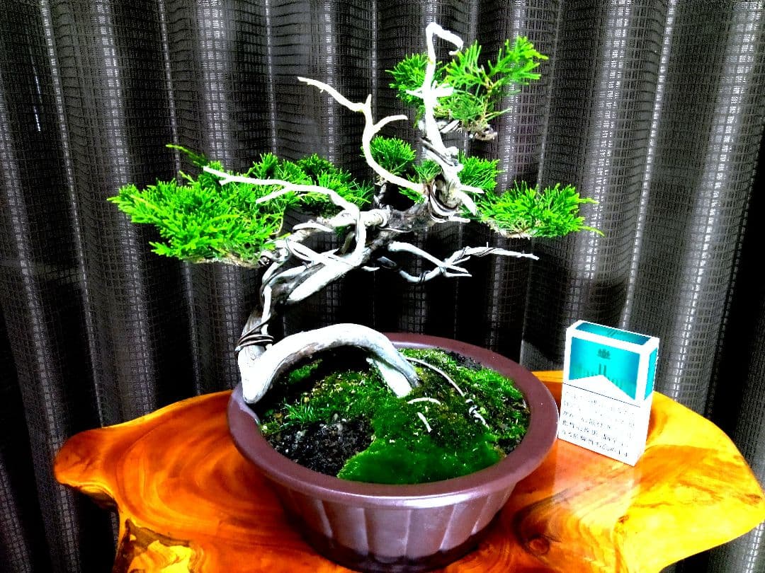 【山採り 糸魚川真柏盆栽】　　　　　　　　　⭕9枚目完成❗培養中… 糸魚川真柏 [赤富士園]