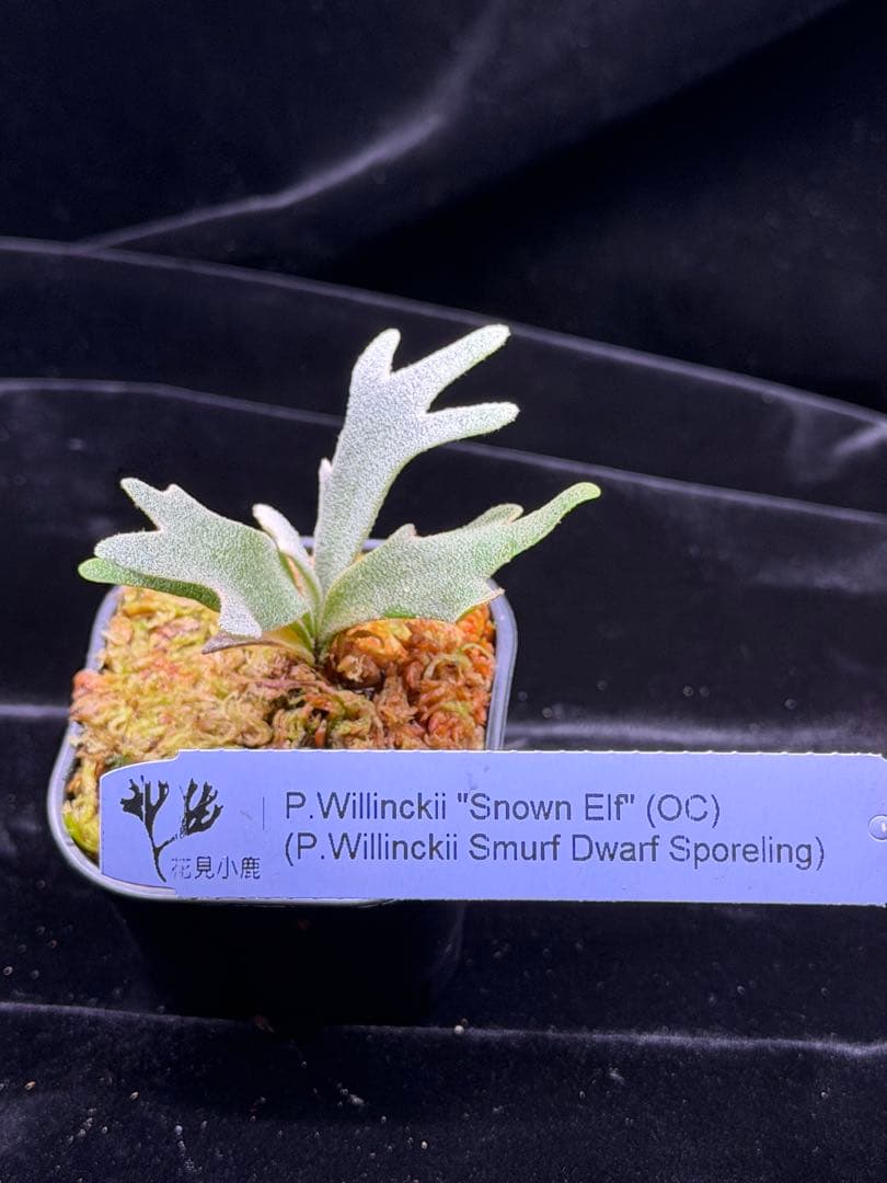 p.snow elf OC (from smurf dwarf spore) - メルカリ