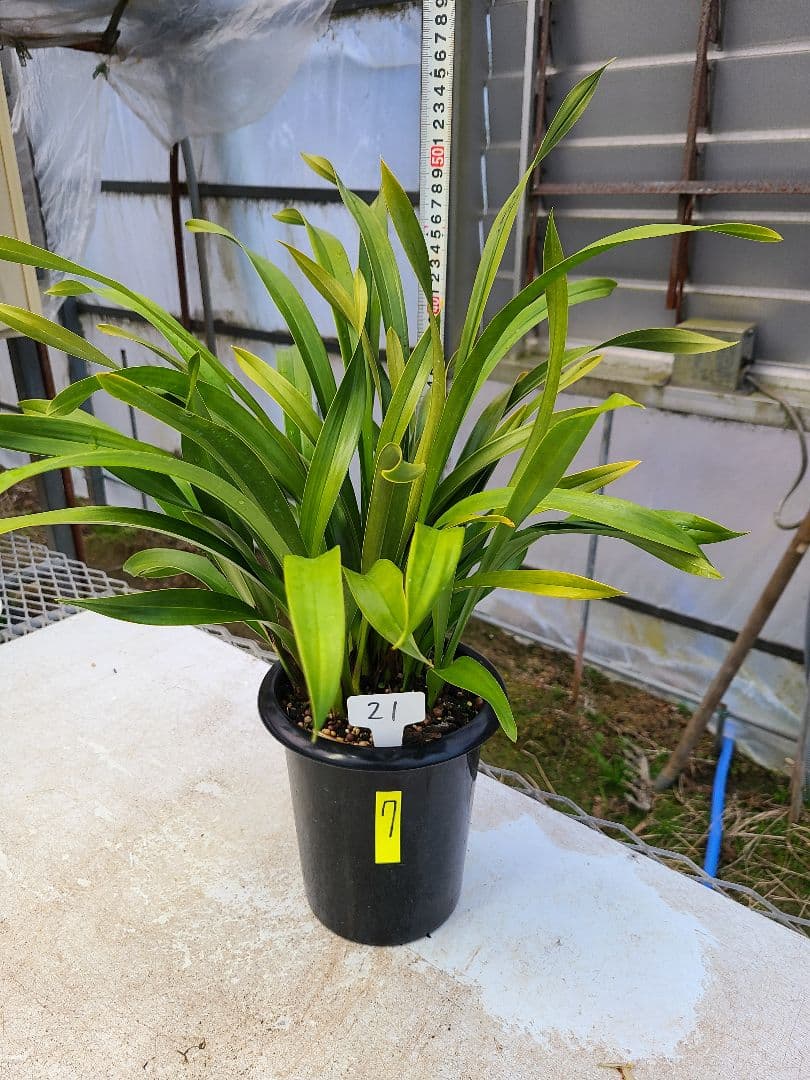 ぽんた Puig（プーチ） Puig 21159J EXTEND FENDER REAR Kawasaki Z H2 (20-22