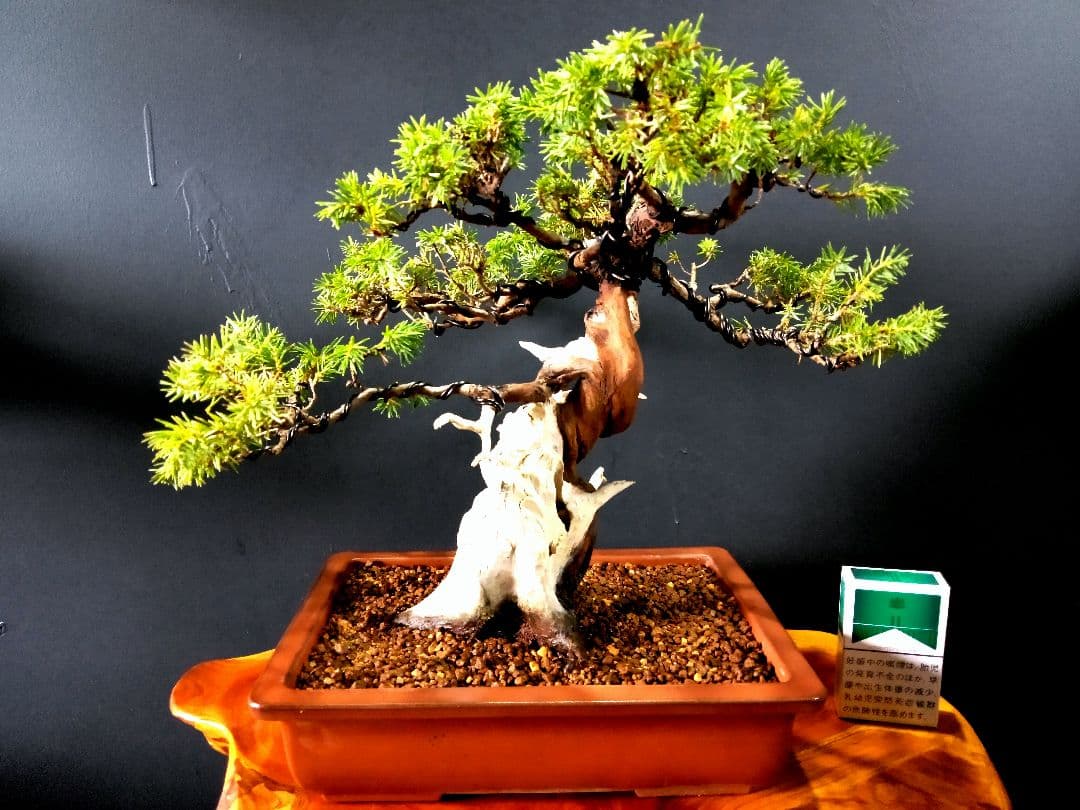 貴風 杜松盆栽】 ⭕足元10㎝古木感抜群❗ - メルカリ