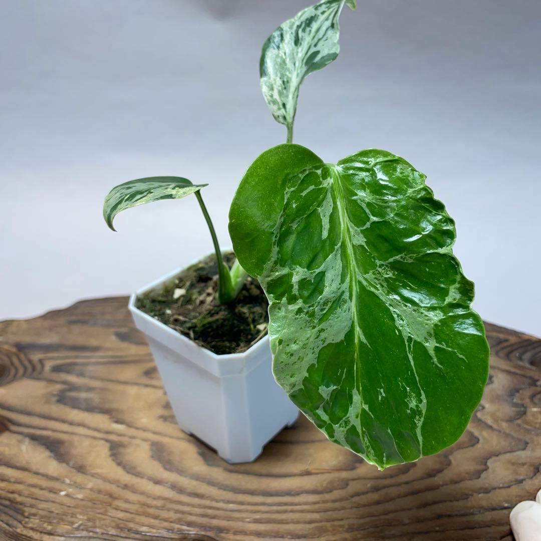 Q100品種保証斑入り保証！Bulbasaurモンステラ バルバソー フシギダネ