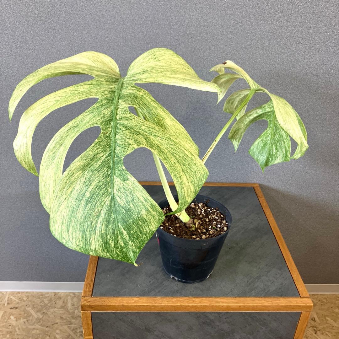 ☆*☆様 超絶希少❗️サイズ大❗️美株❗️モンステラ　フルミント✨