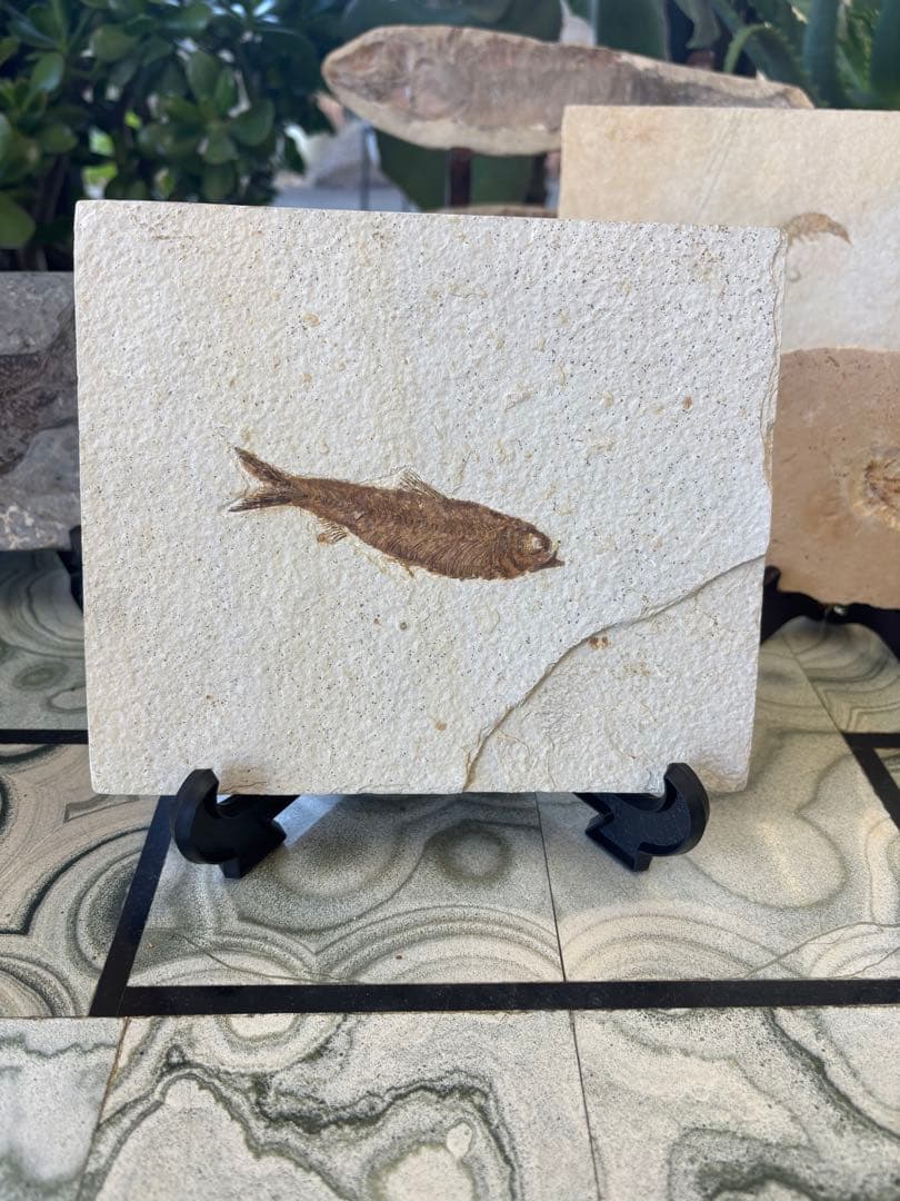 台付　ナイティア　魚　始新世　アメリカ　ワイオミング州化石　鉱石　希少 台付 ナイティア 魚 始新世 アメリカ ワイオミング州化石 鉱石 希少