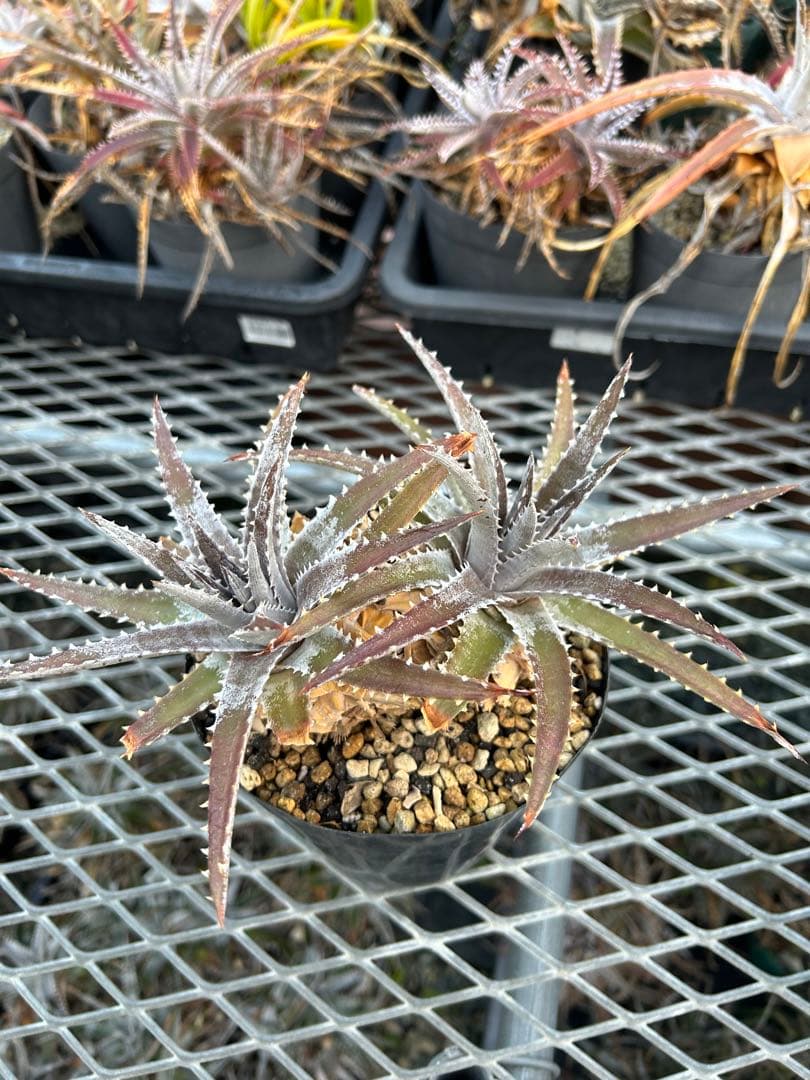 DBディッキア Dyckia Bill Baker hybrid #223 - メルカリ