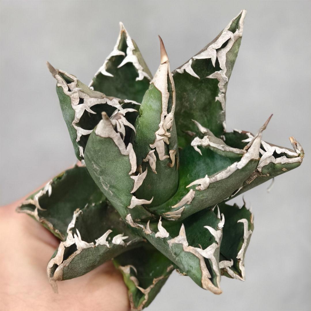 チ*ク様 w189アガベ チタノタ 