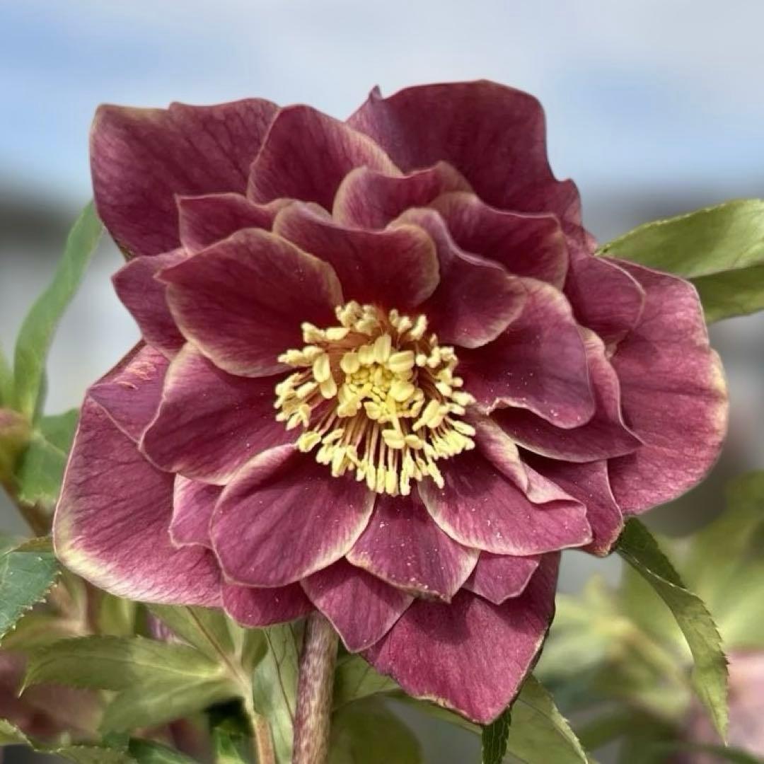 赤軸　縁抜け　フリル　広瀬園芸　クリスマスローズ　開花株　匿名発送　現品 赤軸 縁抜け フリル 広瀬園芸 クリスマスローズ 開花株 匿名発送 現品