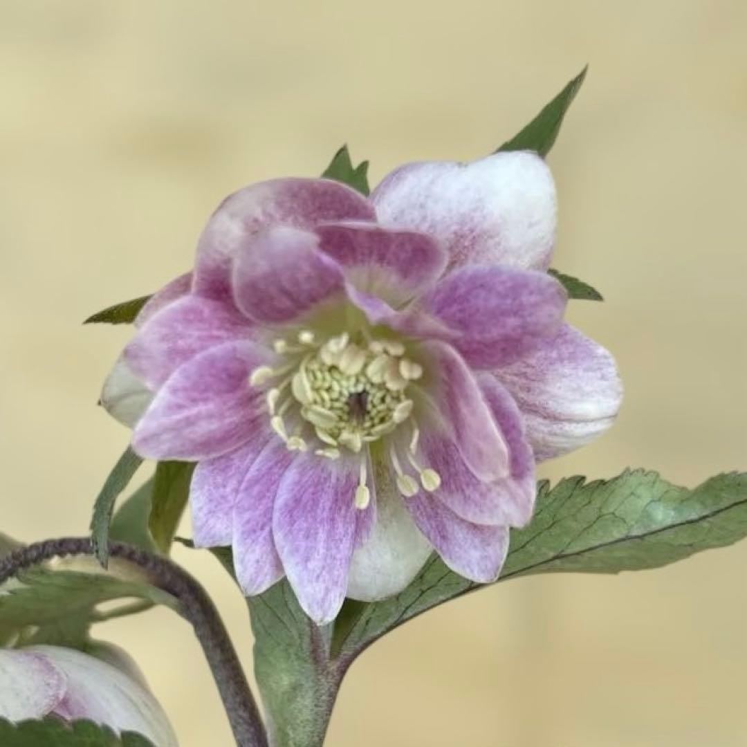 いろはhyb dd 大木ナーサリー クリスマスローズ タグ付き 現品 開花株