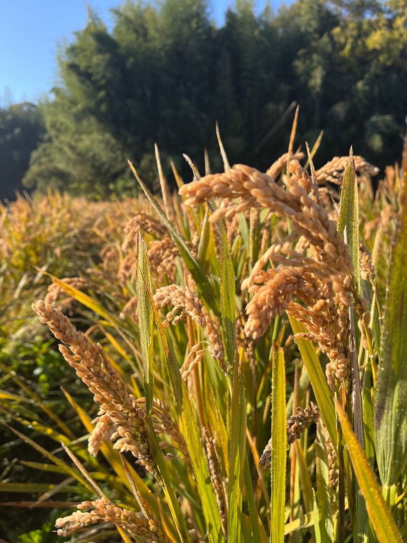 ハッピーヒル《うるち米》 種籾200g 陸稲 自然栽培 - メルカリ