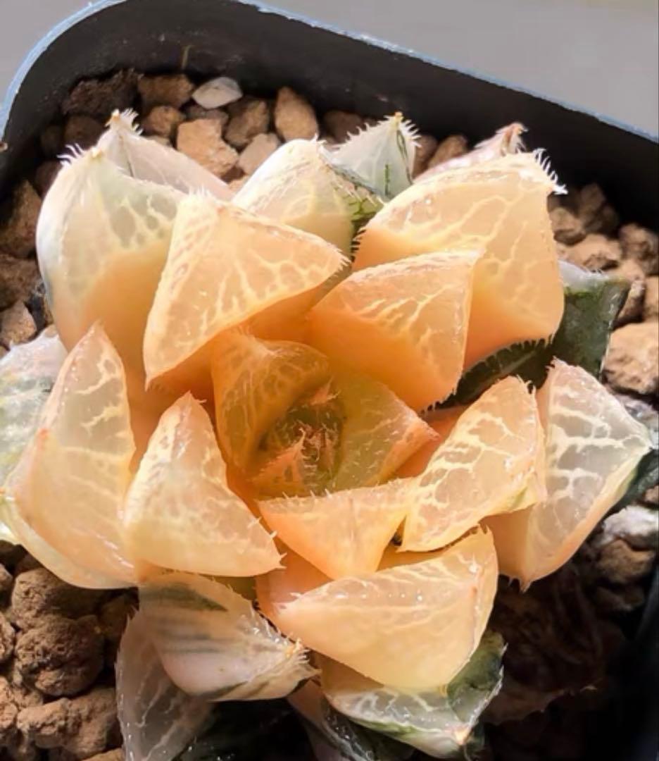 多肉植物 ハオルチア 宝蓮燈オブツーサ錦 糊斑 鮮明錦 - メルカリ