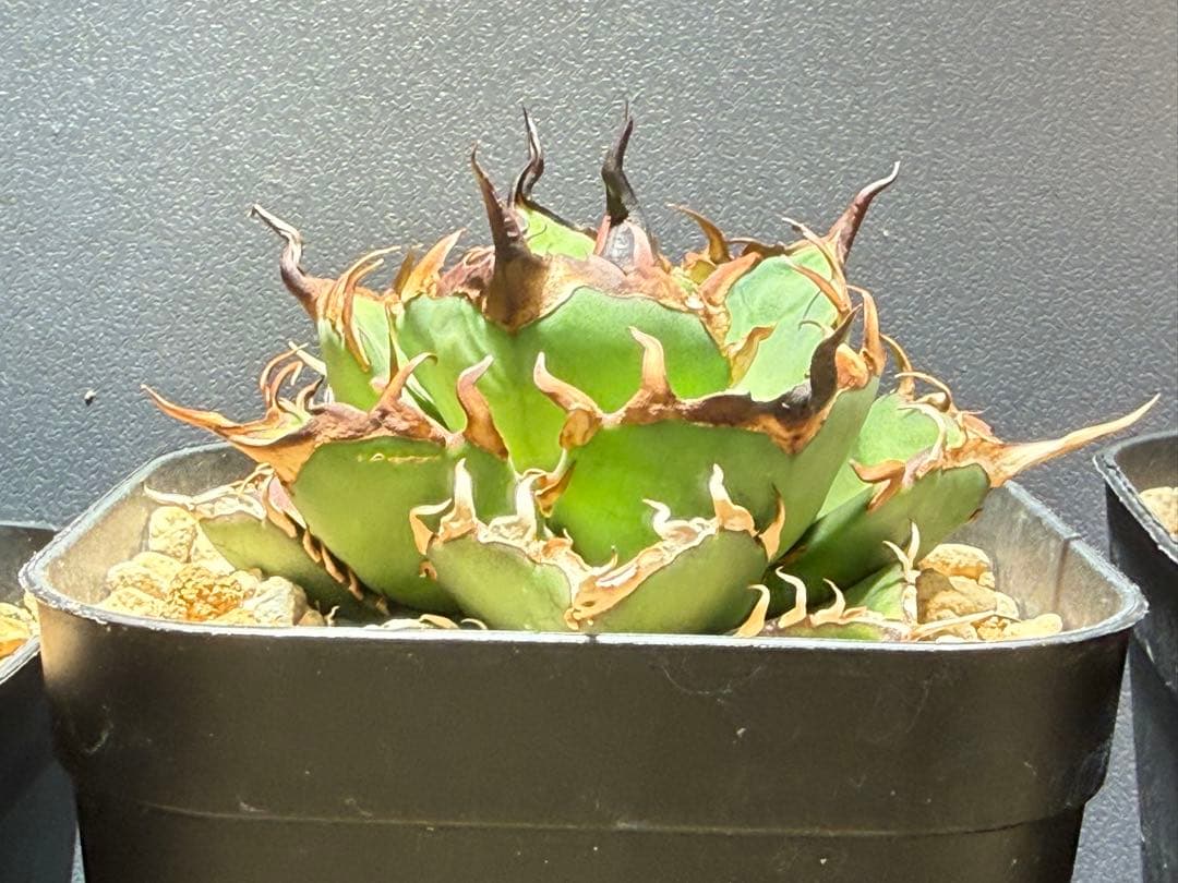 アガベ チタノタ ハデス 鉢ごと発送 - メルカリ