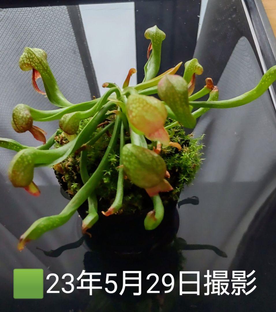⬛️速達 Darlingtonia ダーリングトニア 食虫植物 ⑤ - メルカリ