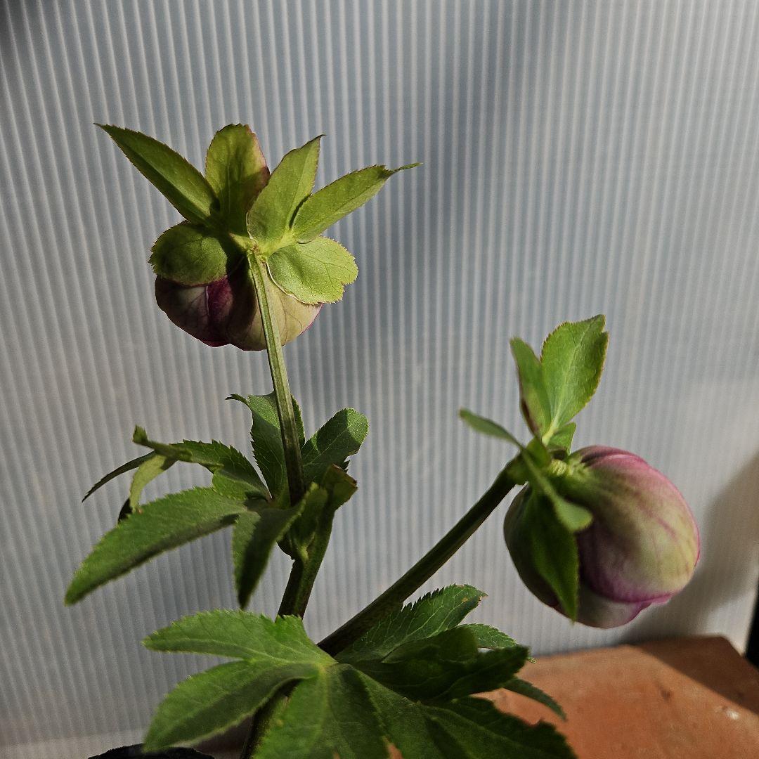 ひまわり＊様ご購入苗㉖-136㉖-184クリスマスローズ