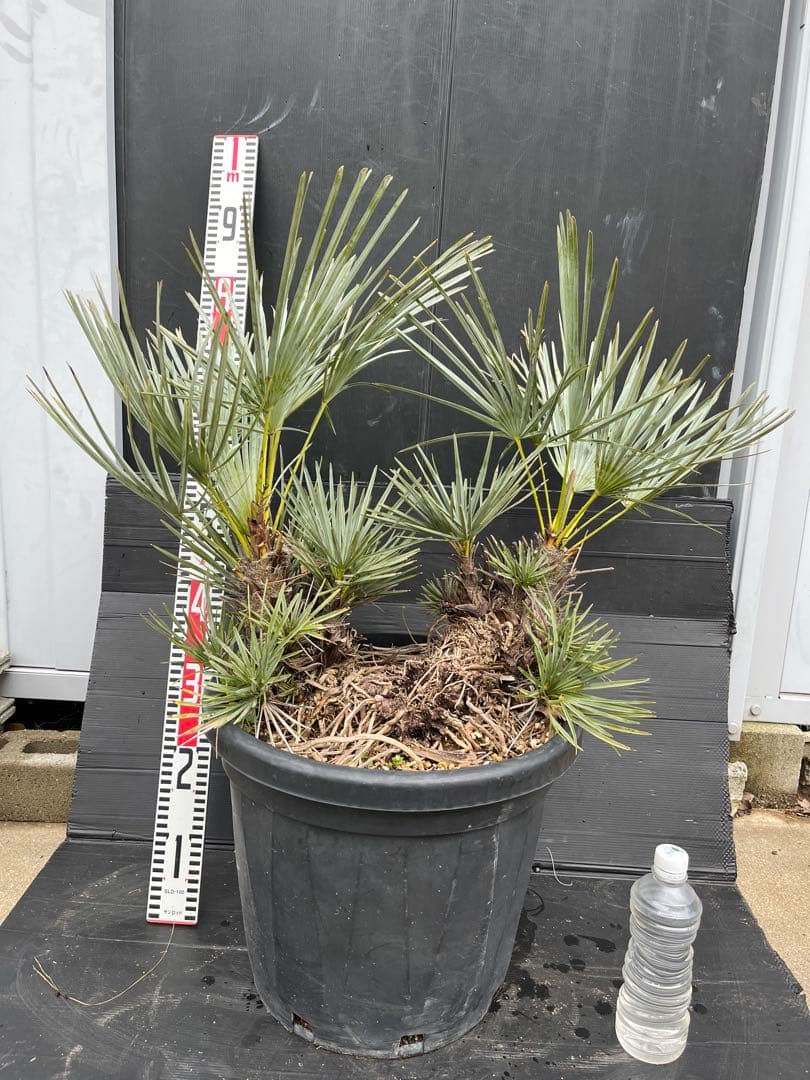 チャメロプスセリフェラ　白銀葉　大分頭株　観葉植物 特大　扇状葉 黒鉢 楽天市場】【現品発送】チャメロプス セリフェラ7号 苗木【AK】302