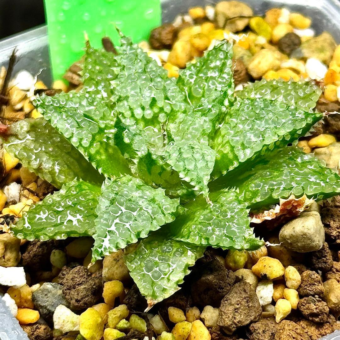 O*Z様 バブルコレクタ 超美株 ハオルチア 観葉植物 31 - メルカリ