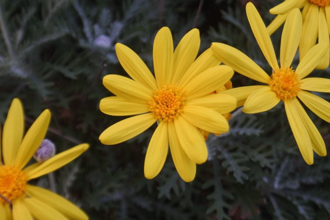 NIKKOR 1 10-30mm f/3.5-5.6 VR【動作品】