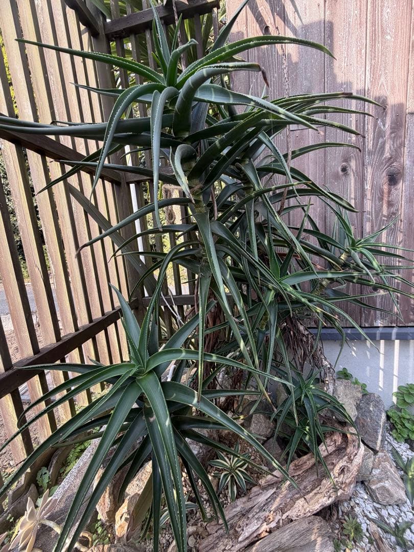 耐寒性アロエ　ストリアツラ複数大株◇ドライガーデン多肉サボテン島アガベ　ユッカ ☆ 耐寒性のあるアロエ🏜️ ドライ、ロックガーデンにオススメです