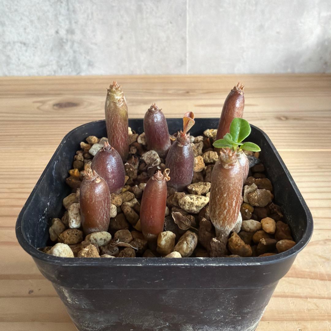 9株セット パキポディウムウィンゾリー 国内実生株 - メルカリ