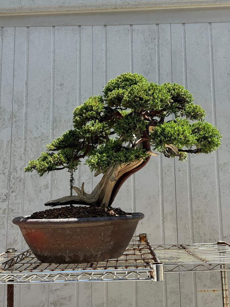 中型盆栽( 引取限定 ) 大阪府和泉市