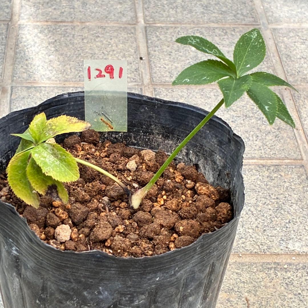 ラ*ク様 ❤️根っこ充実❤️1291 【超小輪　繊細ぼかし　アトロ交配】