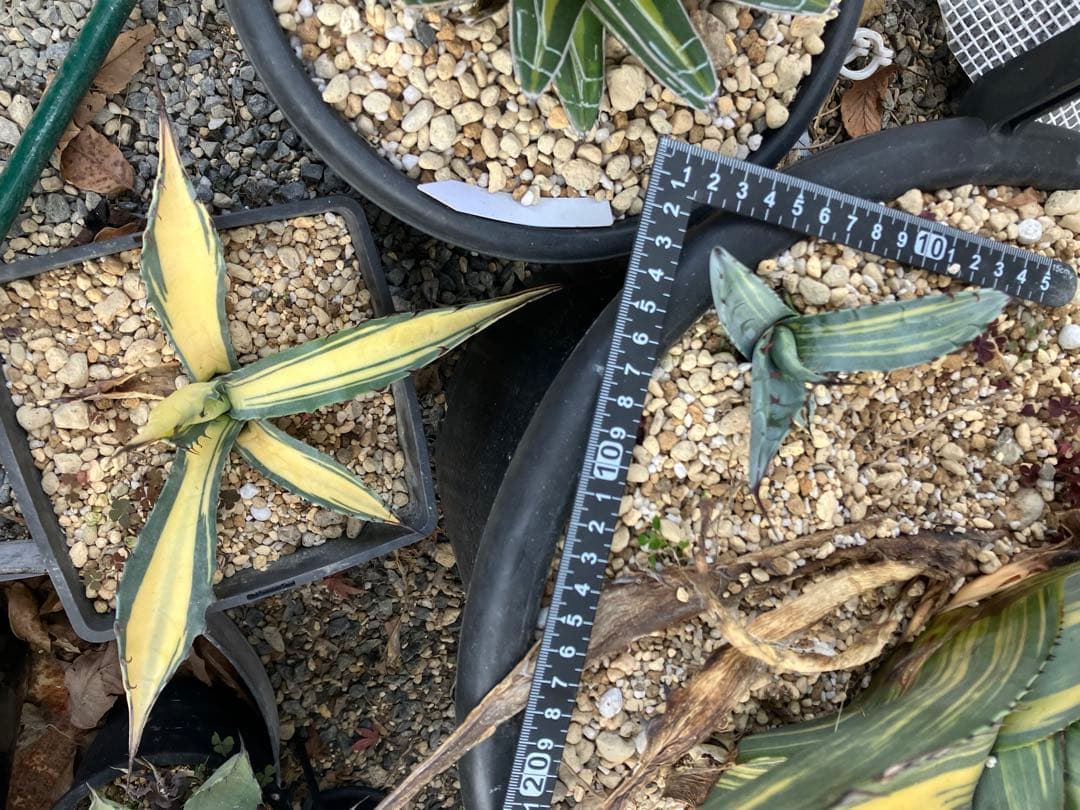 アガベ スカブラ縞斑 赤丸販売 親株非売 ラスト2枚兄弟です非売