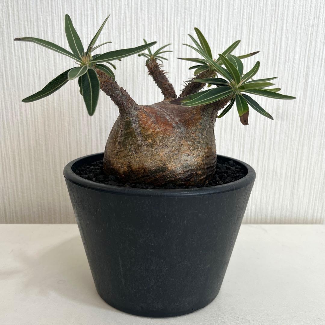 パキポディウムグラキリス 現地球 発根済 2年管理株 現品鉢ごと発送 現地球・発根済】パキポディウム グラキリス 鉢付き 塊根植物