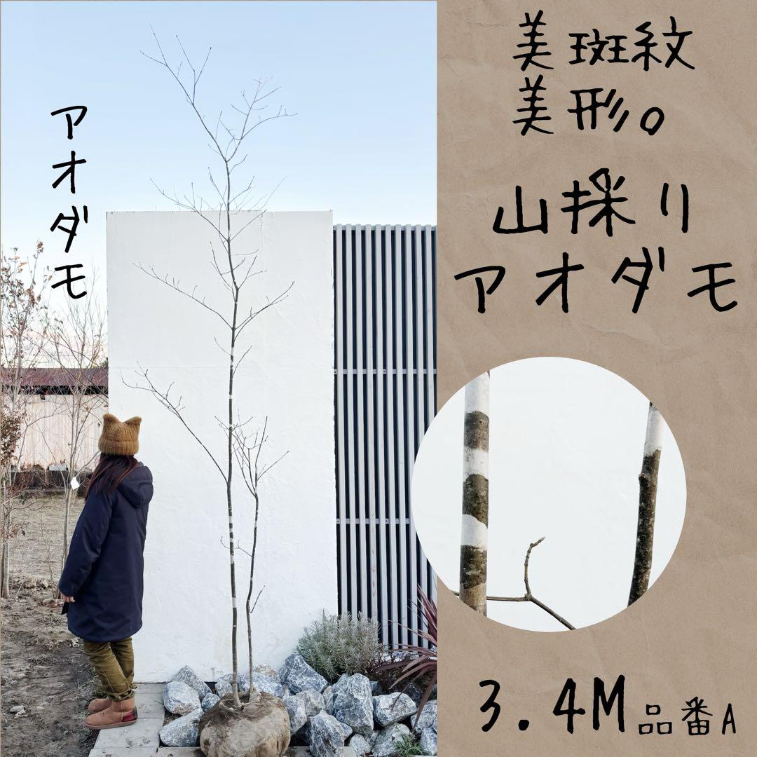 美斑紋。美形 山採りアオダモ3.4M(鉢底から)品番A 山採り天然 アオダモ 4本株立ち 美斑紋1 - メルカリ