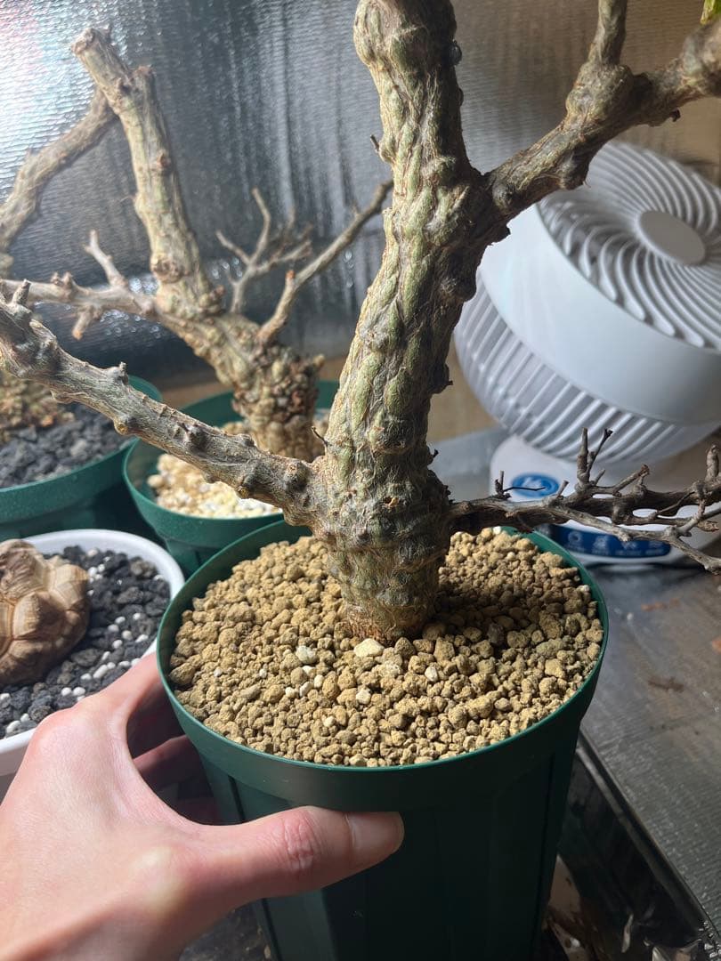 早い者勝ち 超極太 実生 パキプス オペルクリカリアパキプス - メルカリ