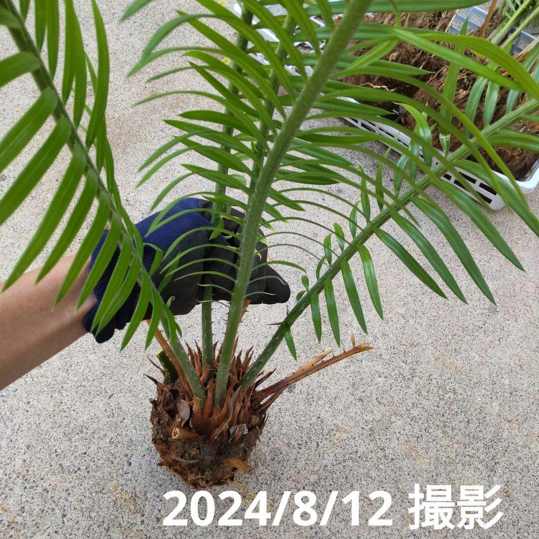 蘇鉄 ソテツ 子株 抜き苗 1個 大小さまざま - メルカリ