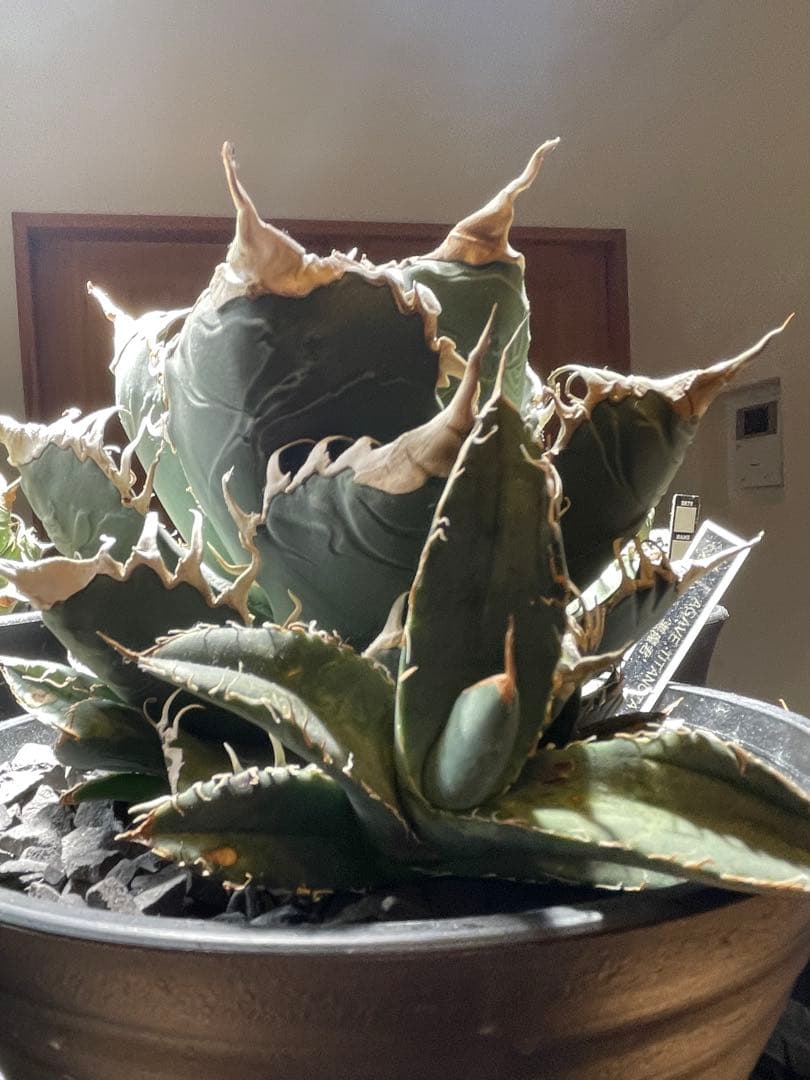 アガベ チタノタ シチリア産 オリジナル悪魔君 悪魔くん子株oc - メルカリ