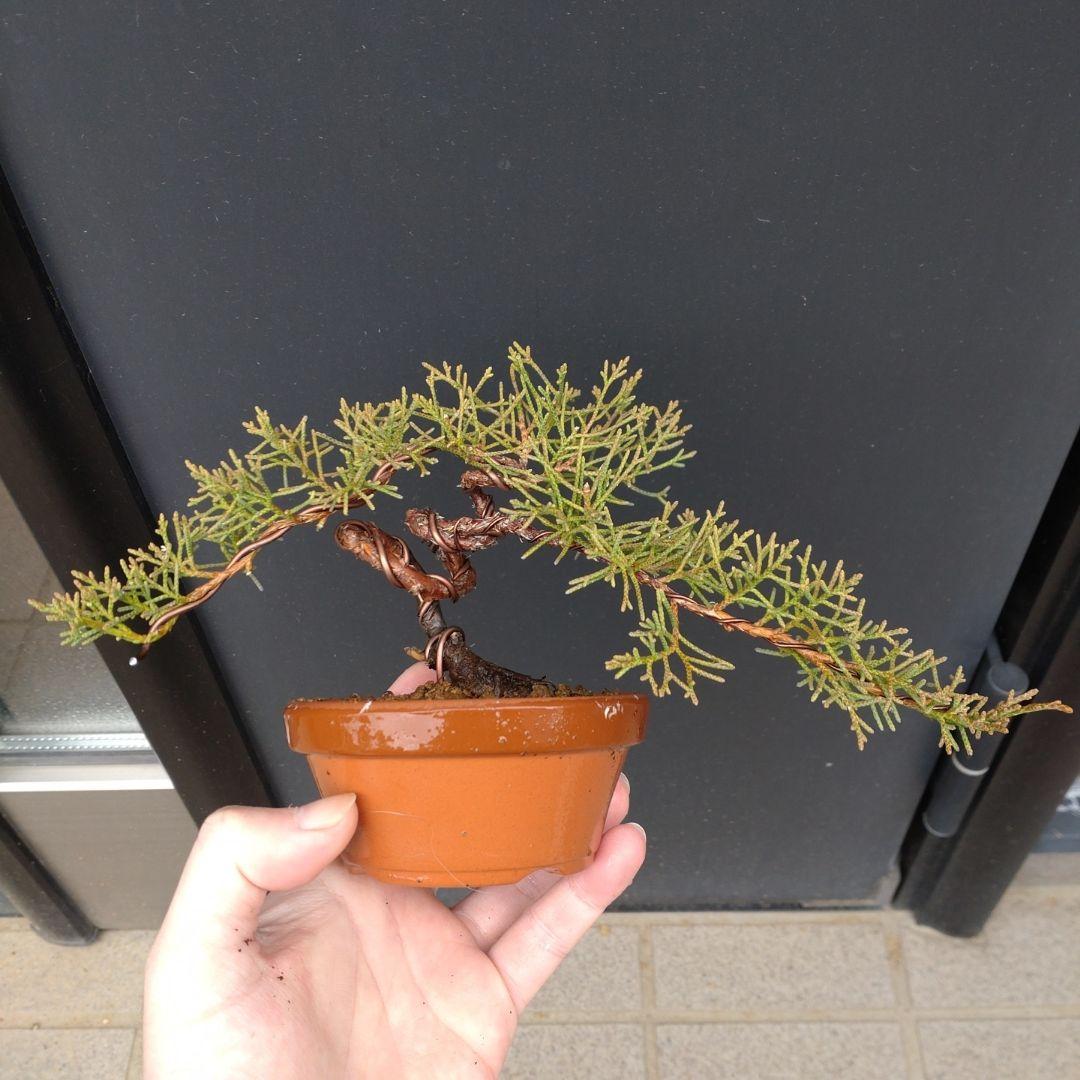 真柏 ミニ 小品 盆栽 素材 - メルカリ