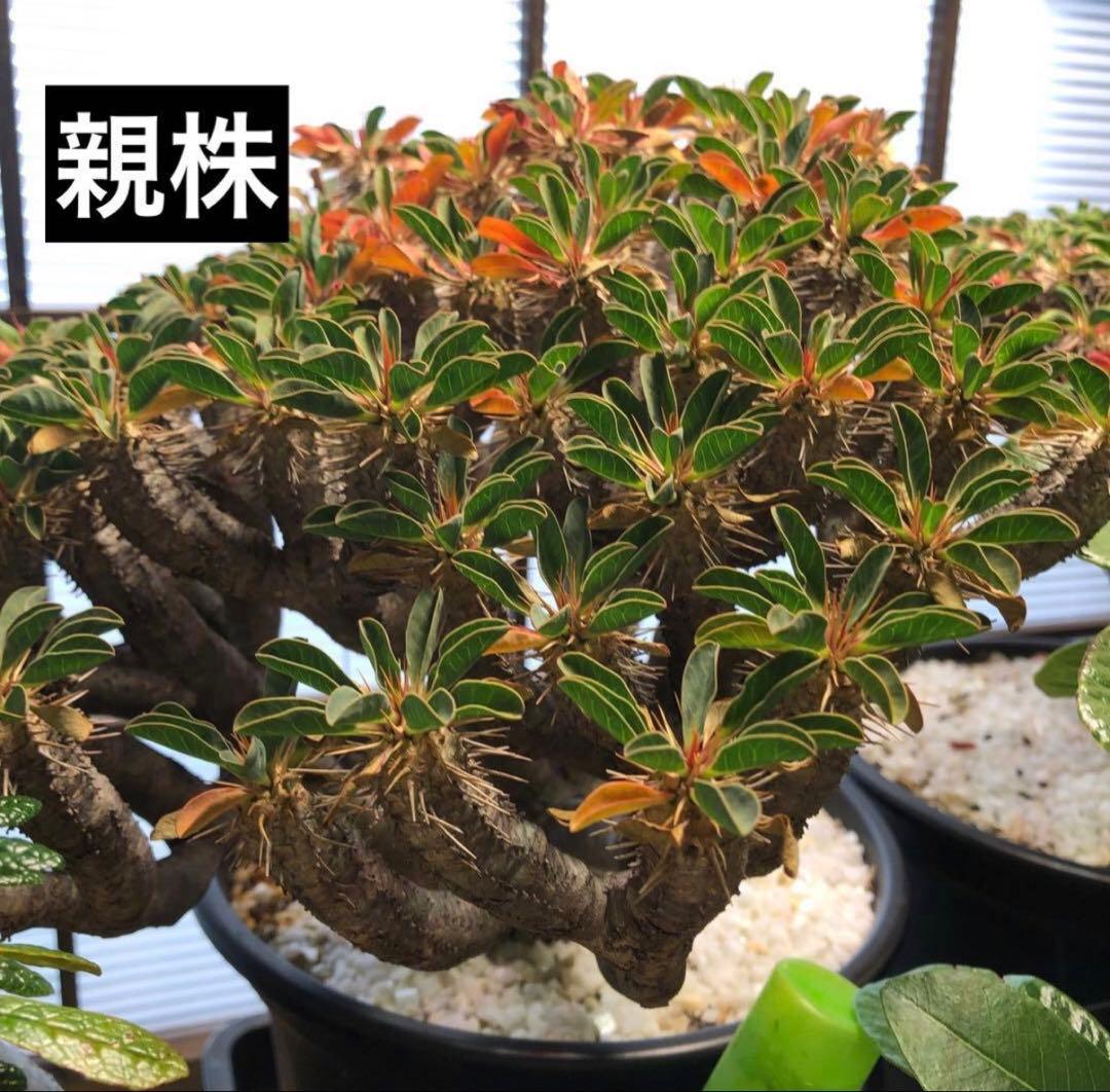 お任せ】ユーフォルビア・ギラウミニアナ【実生】【自家採種】【鉢ごと