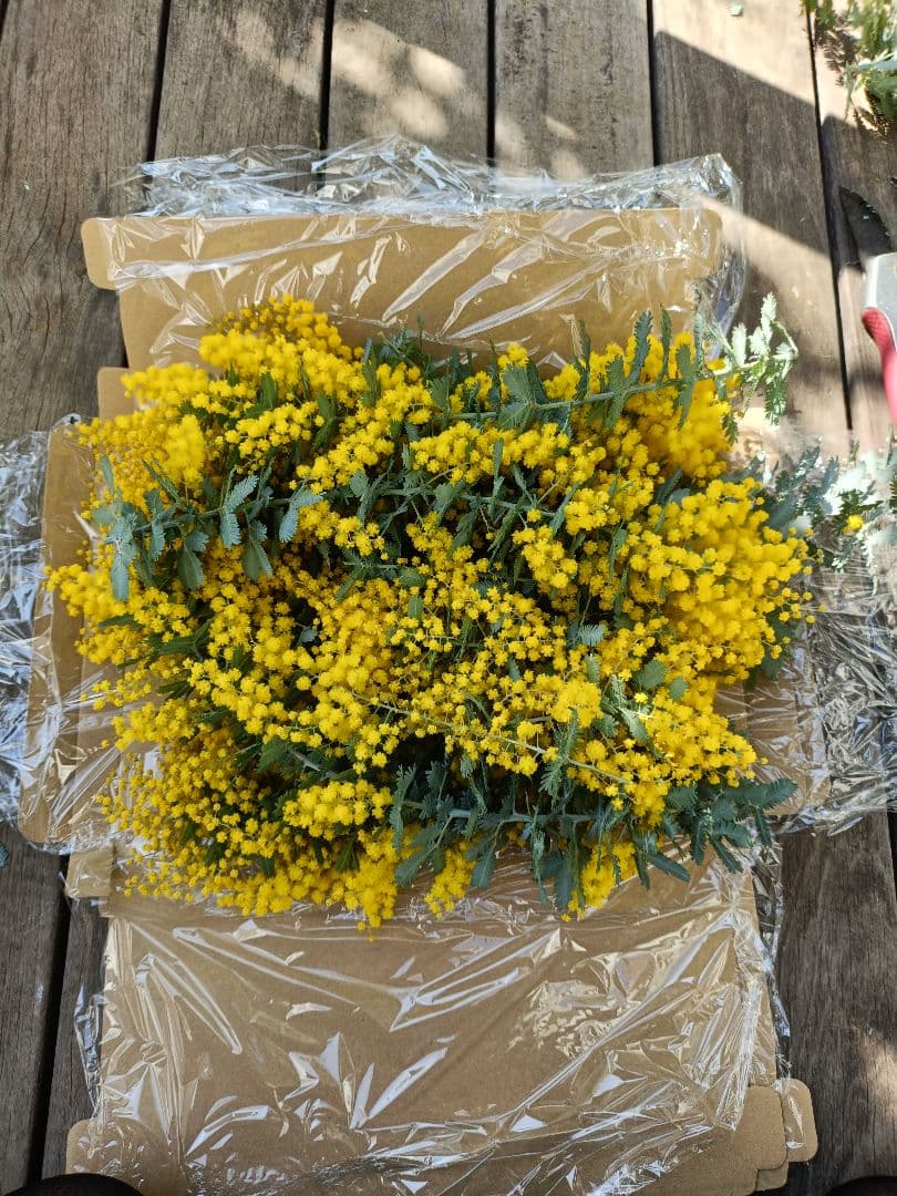 フレッシュミモザ！ネコポス - メルカリ