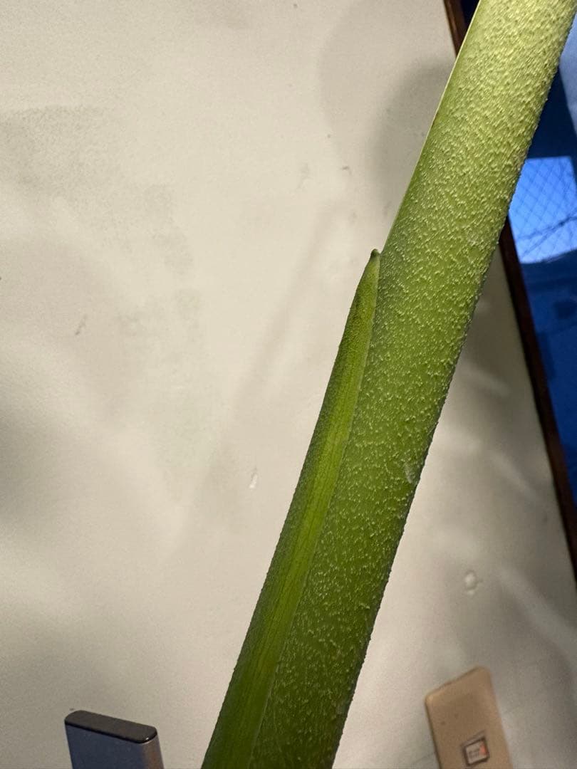 値段下げ］モンステラマクロコソムカット苗 葉長70cm 水耕管理中