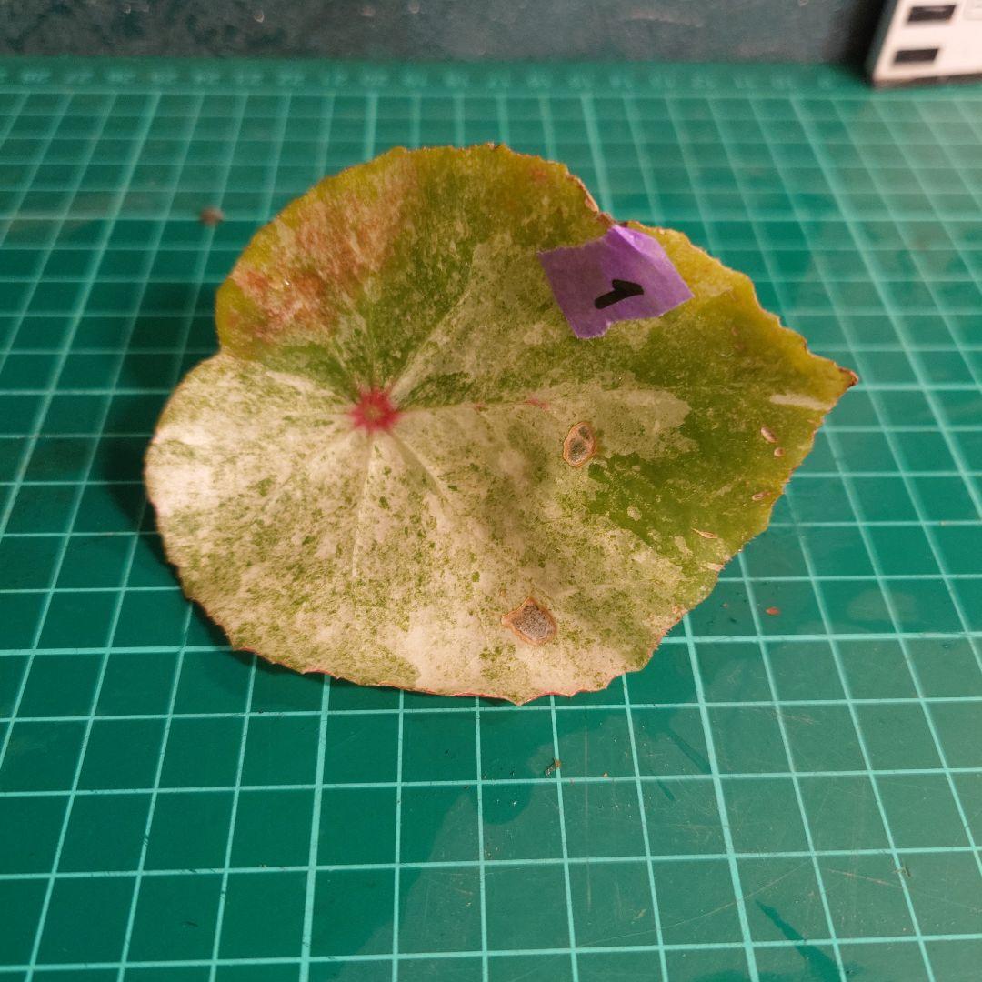 訳あり ベゴニア ルージュバリエガータ 1 - メルカリ