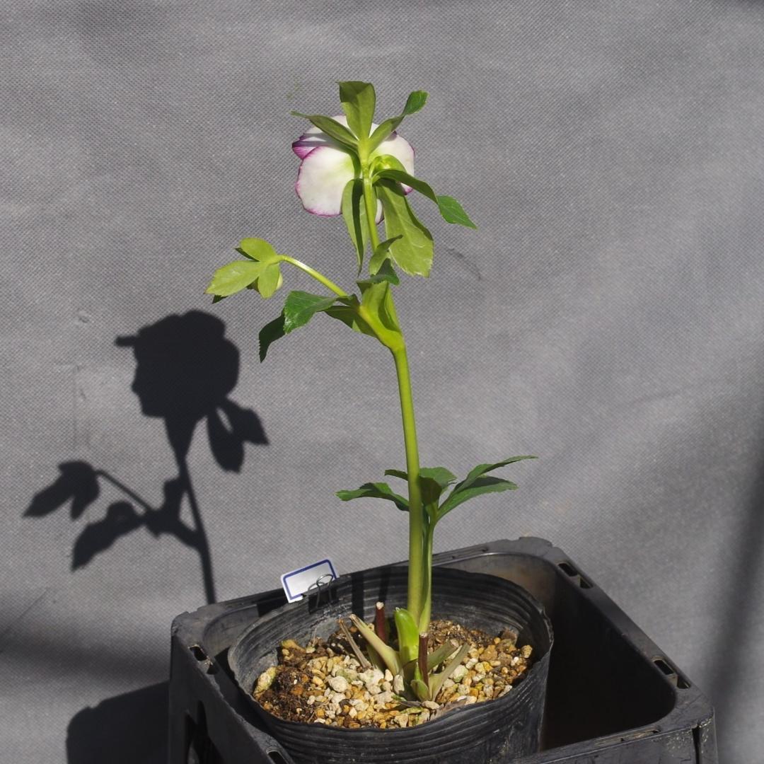 7462 認定！ホワイトアフロディーテ クリスマスローズ開花 加藤農園